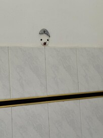 Defect dus met douchekop inbde hand douchen