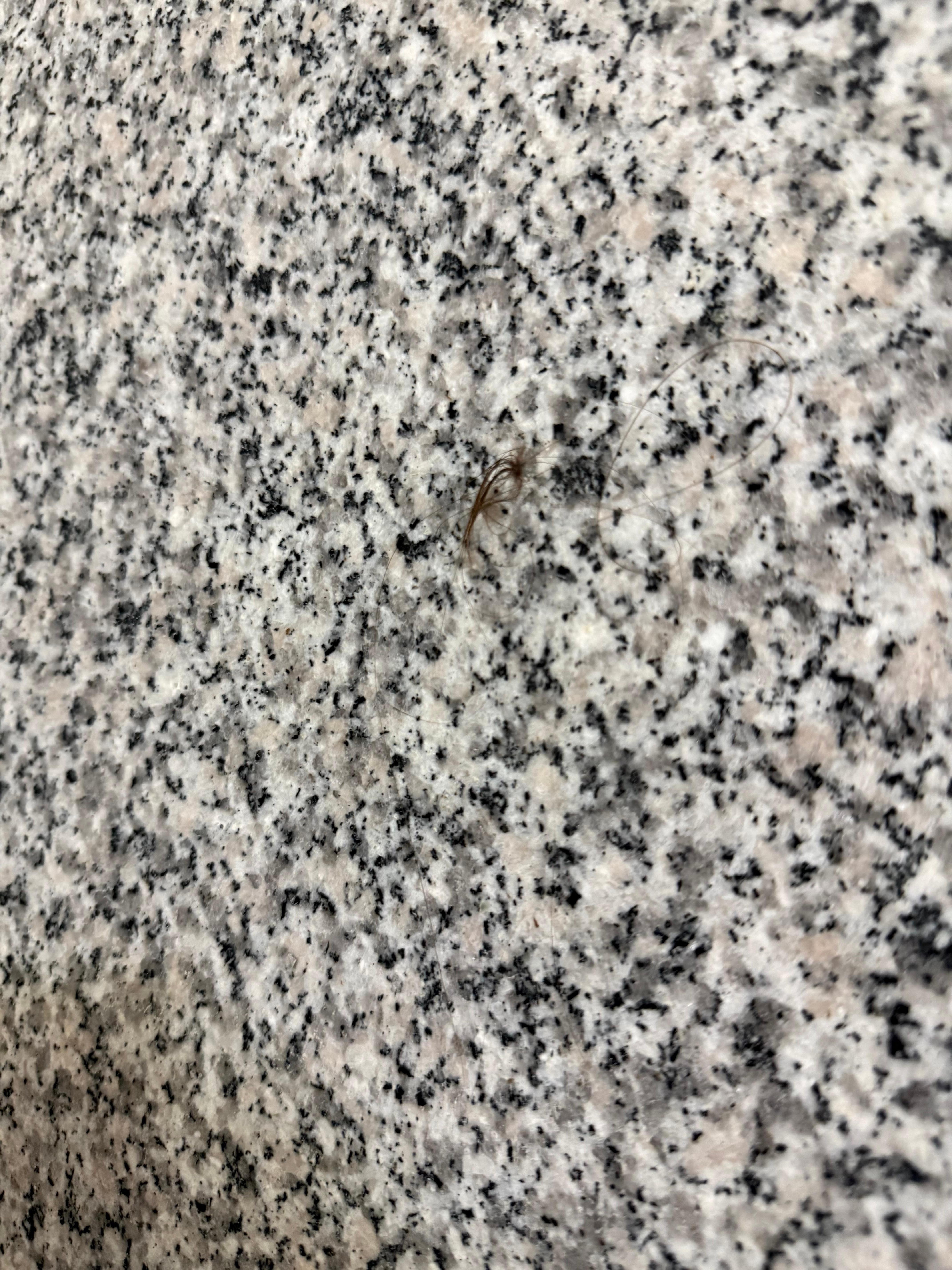 one of 2 wads of hair in shower