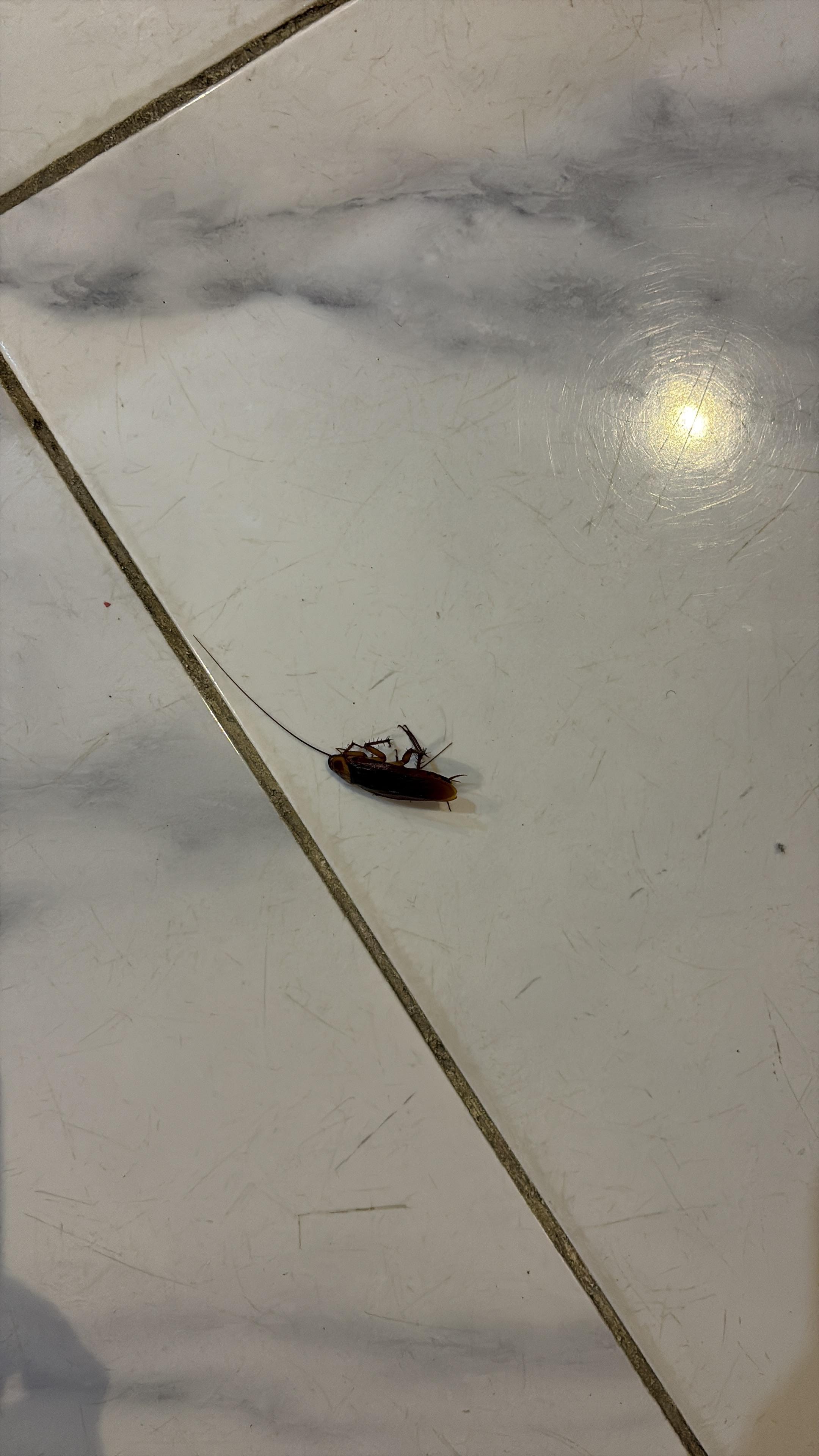 Living room cockroach zoomed in 