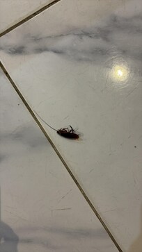 Living room cockroach zoomed in