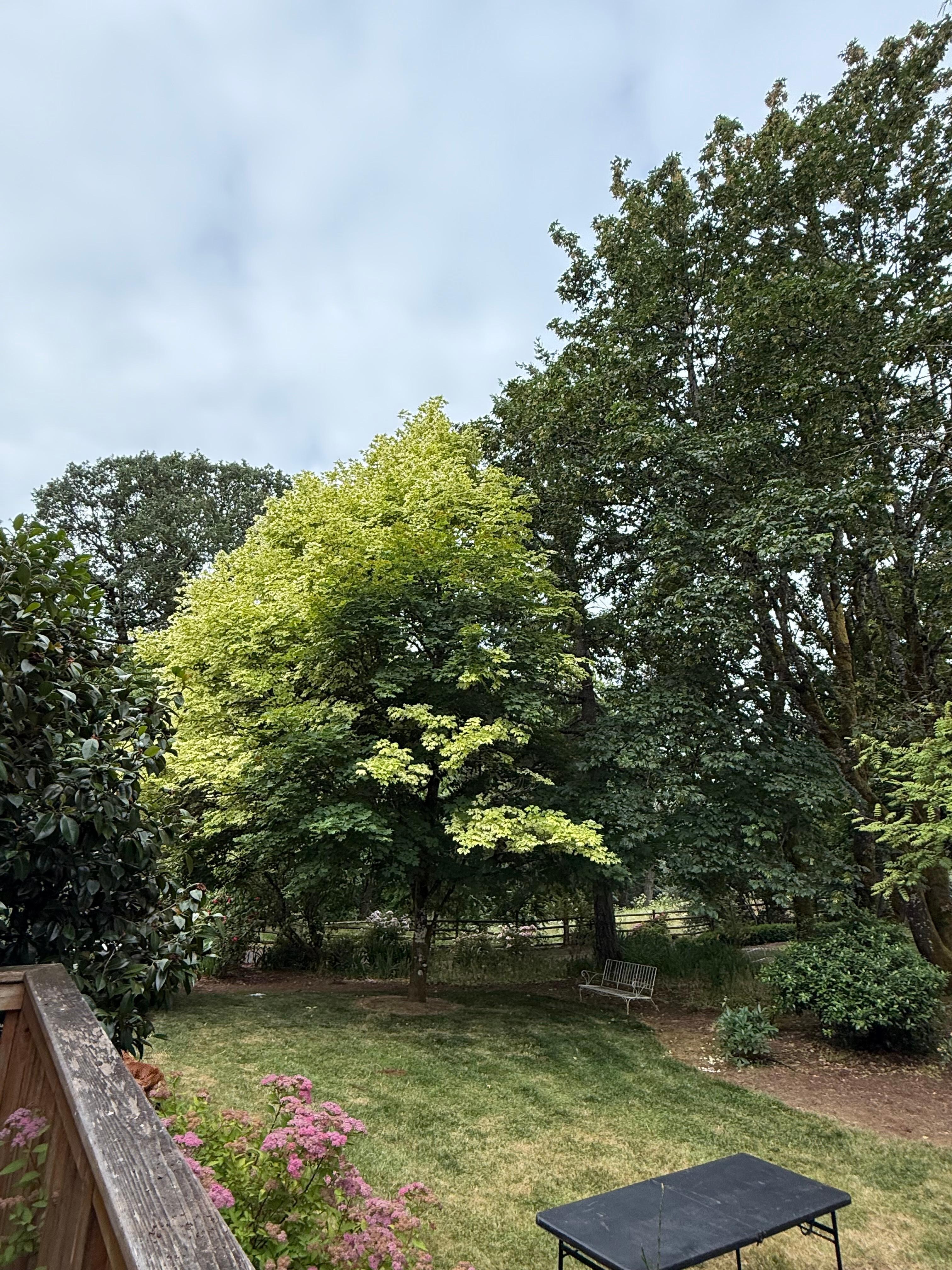 Beautiful mature landscaping and lots of tall trees. 