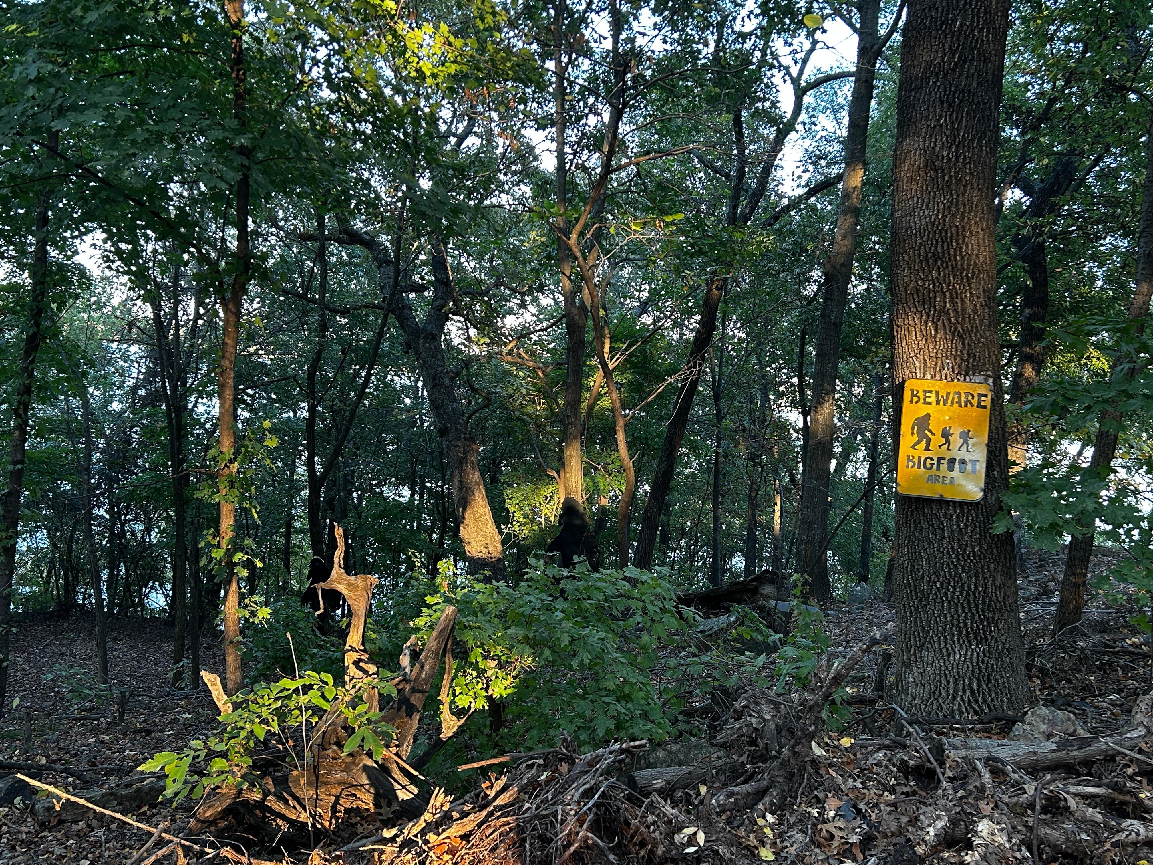 Wooded area next to the cottage, headed toward the fire pit 