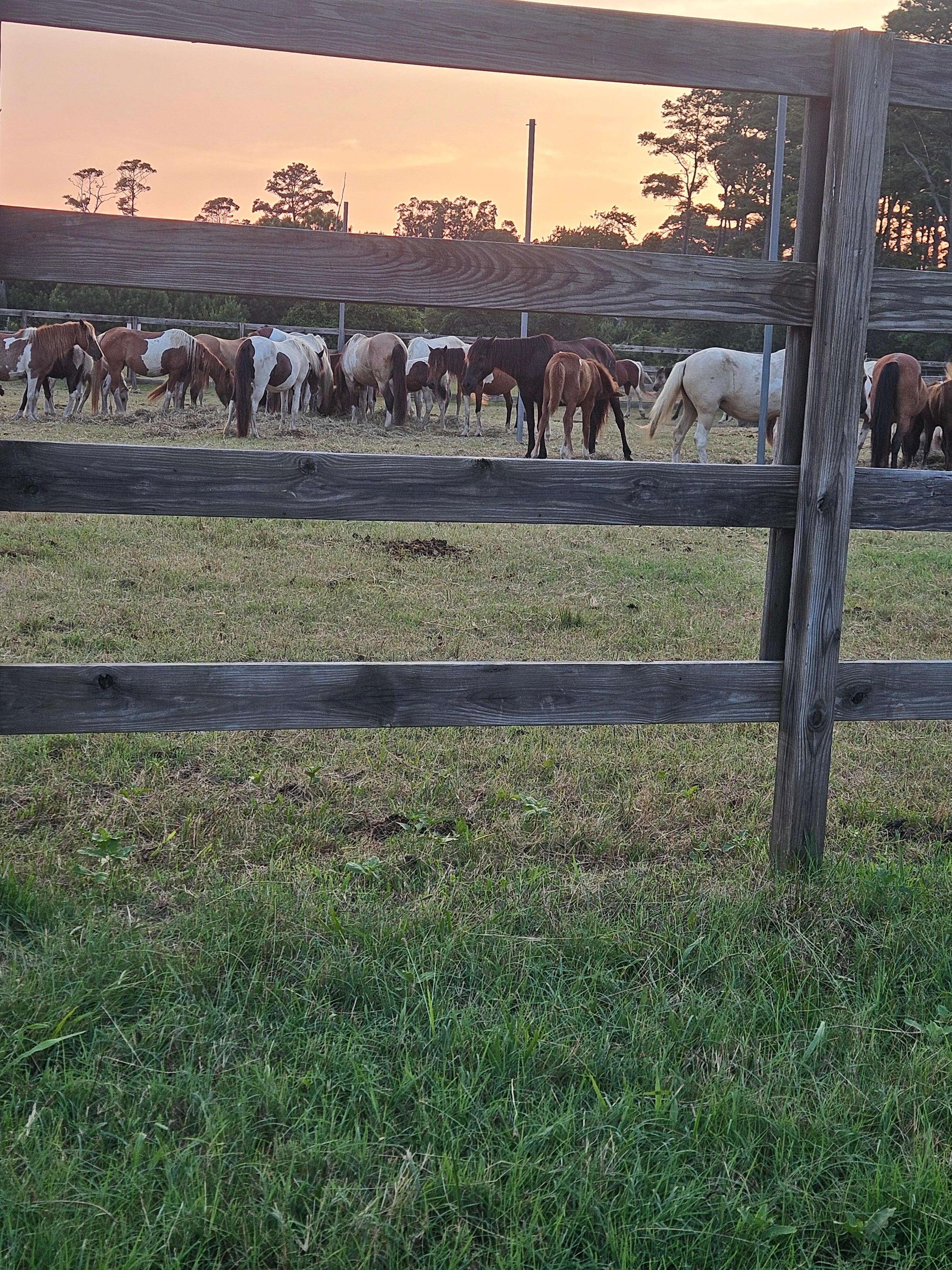 Southern Herd rounded up on Assateague before the swim