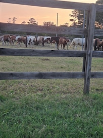 Southern Herd rounded up on Assateague before the swim