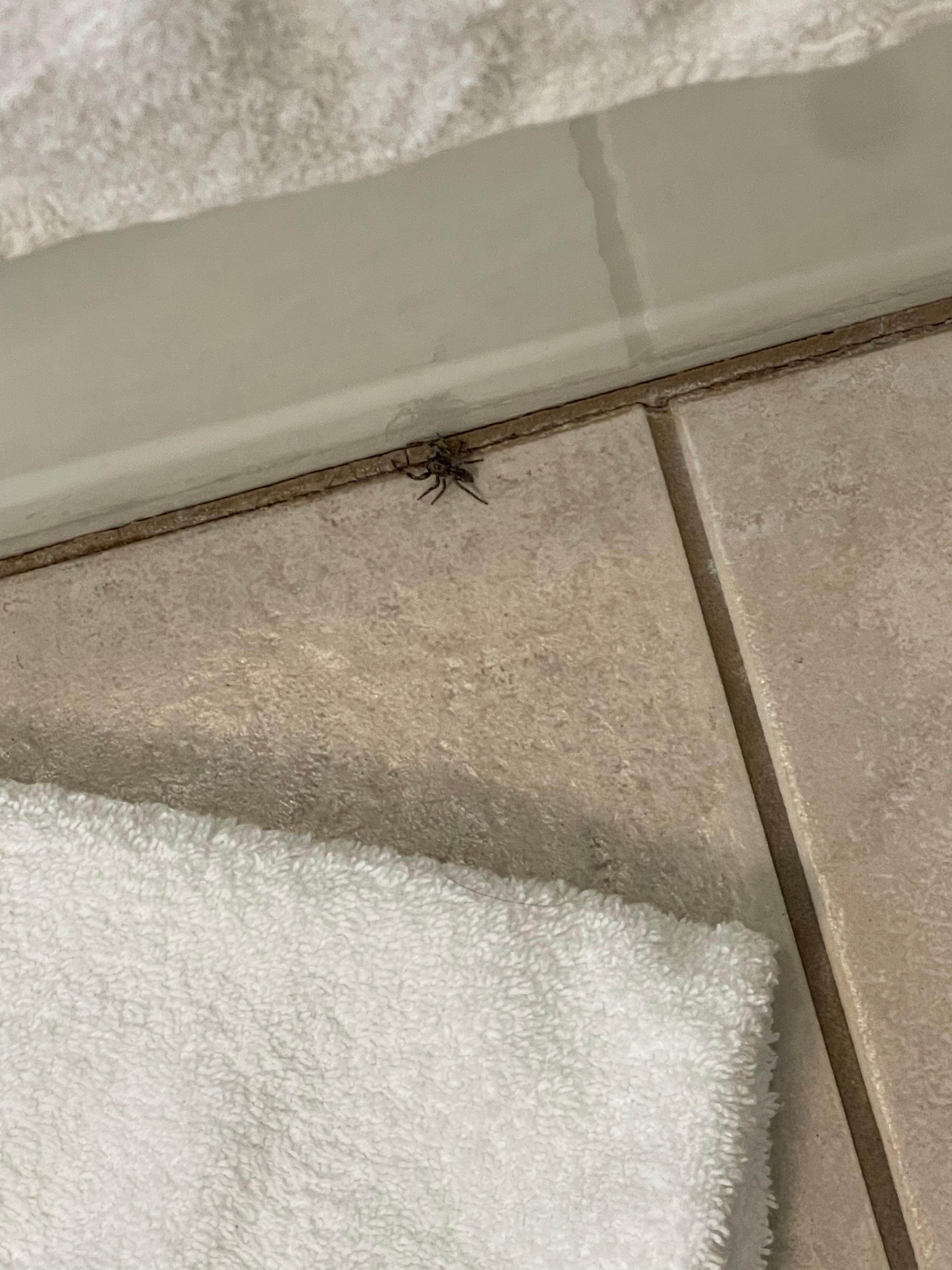 Bugs and dirt throughout 