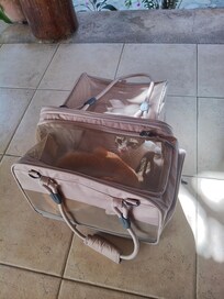 Llegando al hotel con los michis