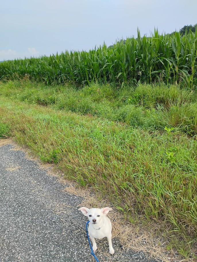 Cornfield going into street where property is located. Great to walk dogs
