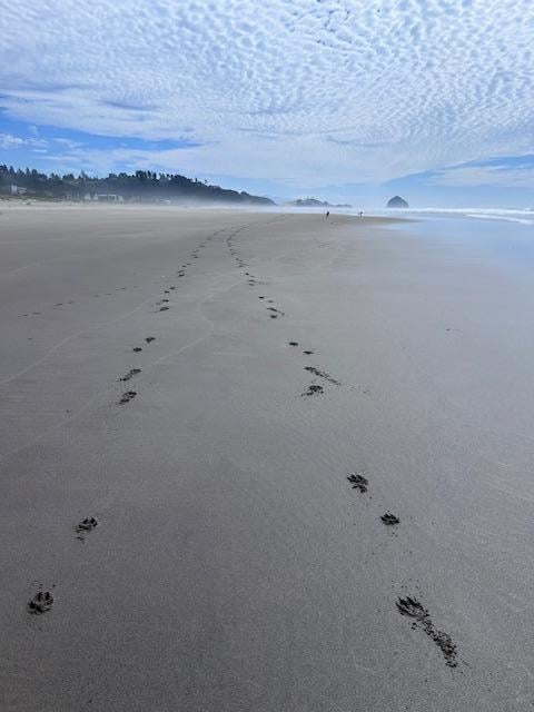 Beach looking S toward Kiwanda