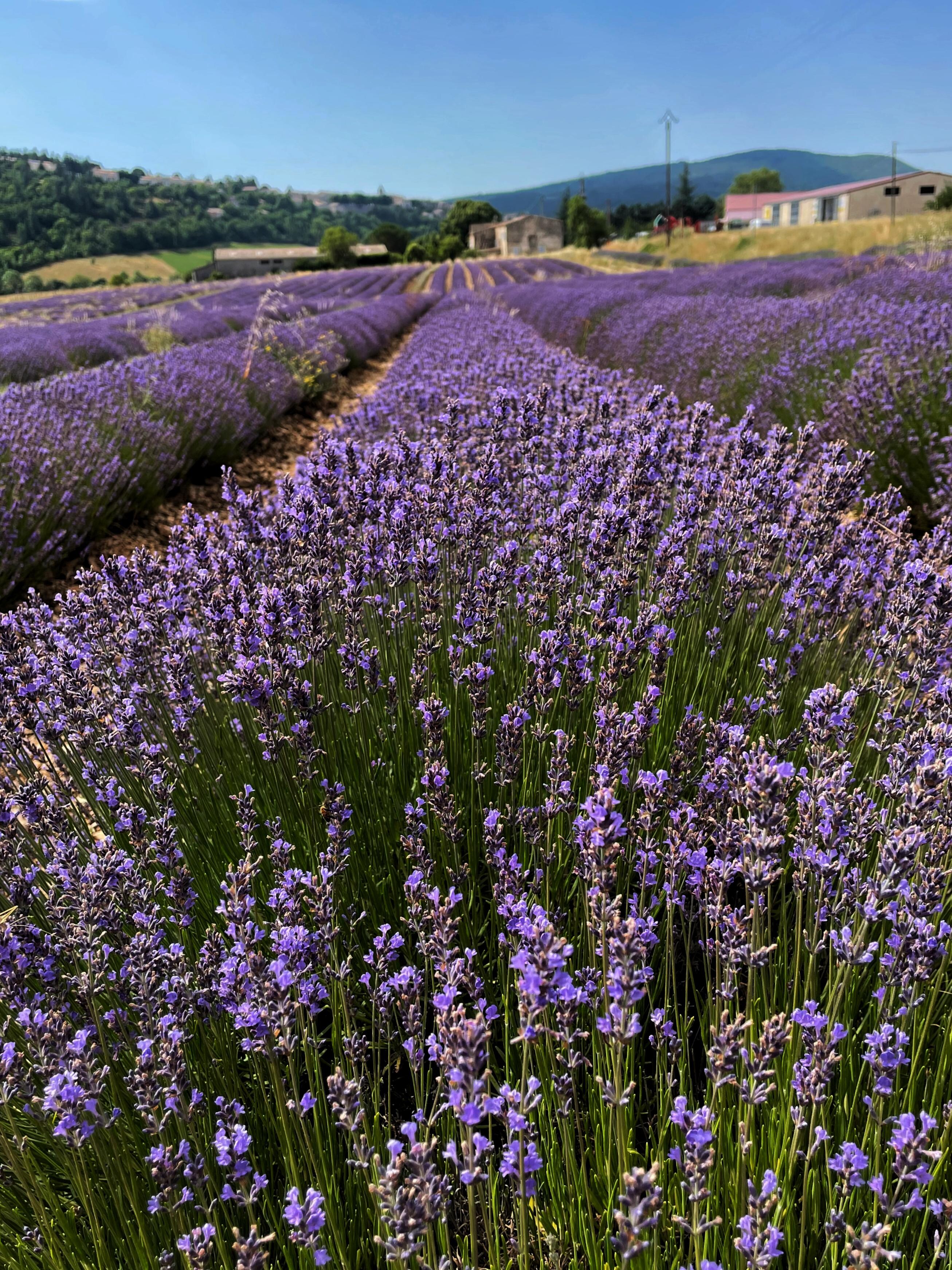 Lavender near Sault
