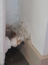 Mastication radiateur