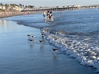 The beach by the house