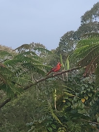 Pretty Birds