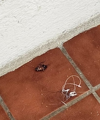 Roach outside our room