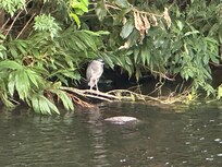Night heron visits daily.