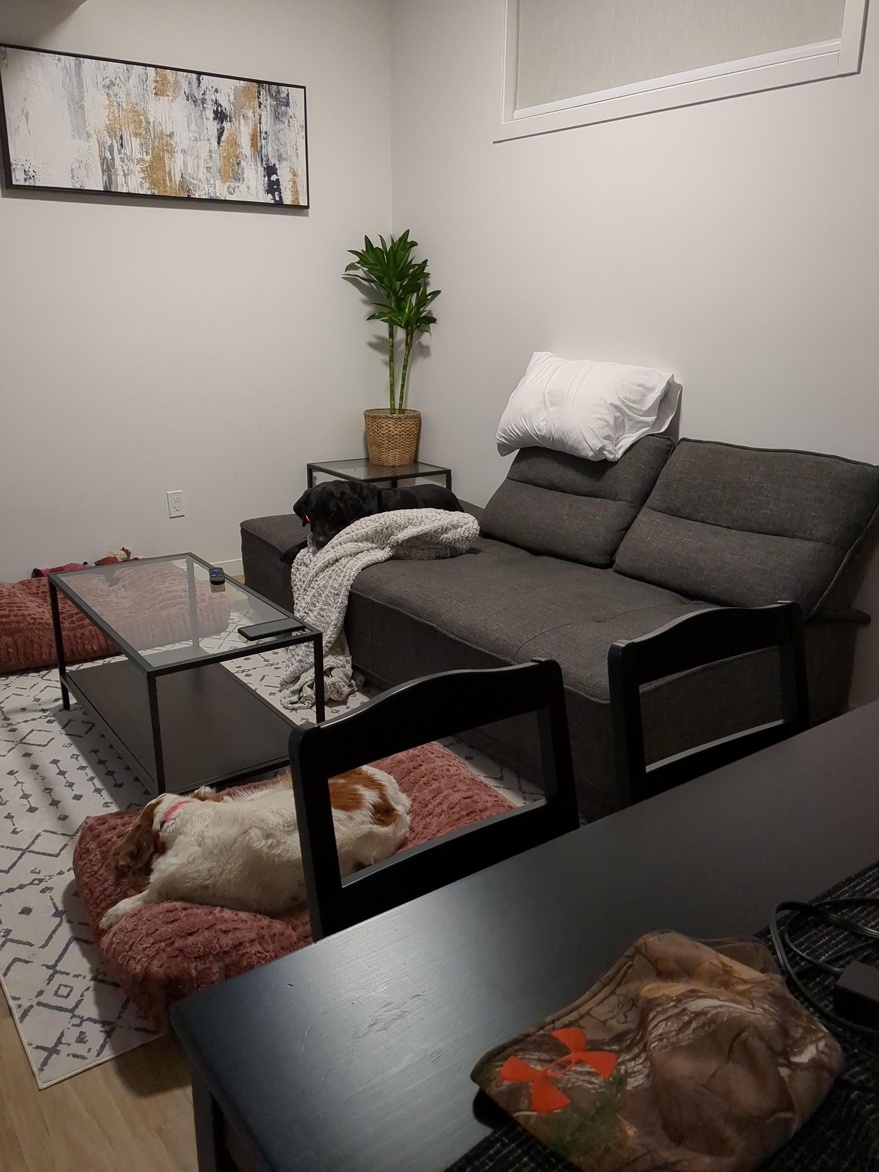The living room with our dogs relaxing on their beds.