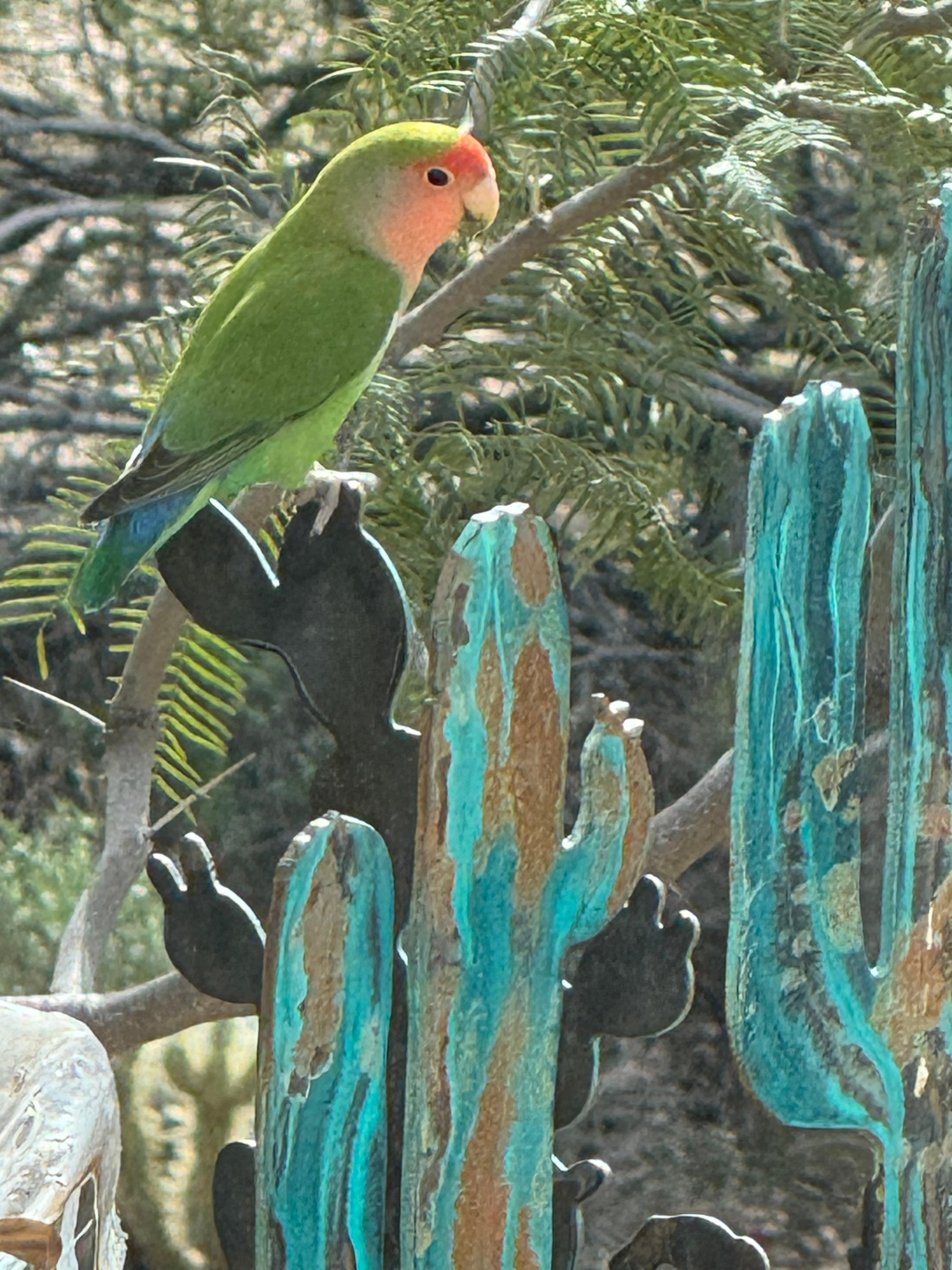 Picture taken at the bird feeder just outside your huge bedroom window