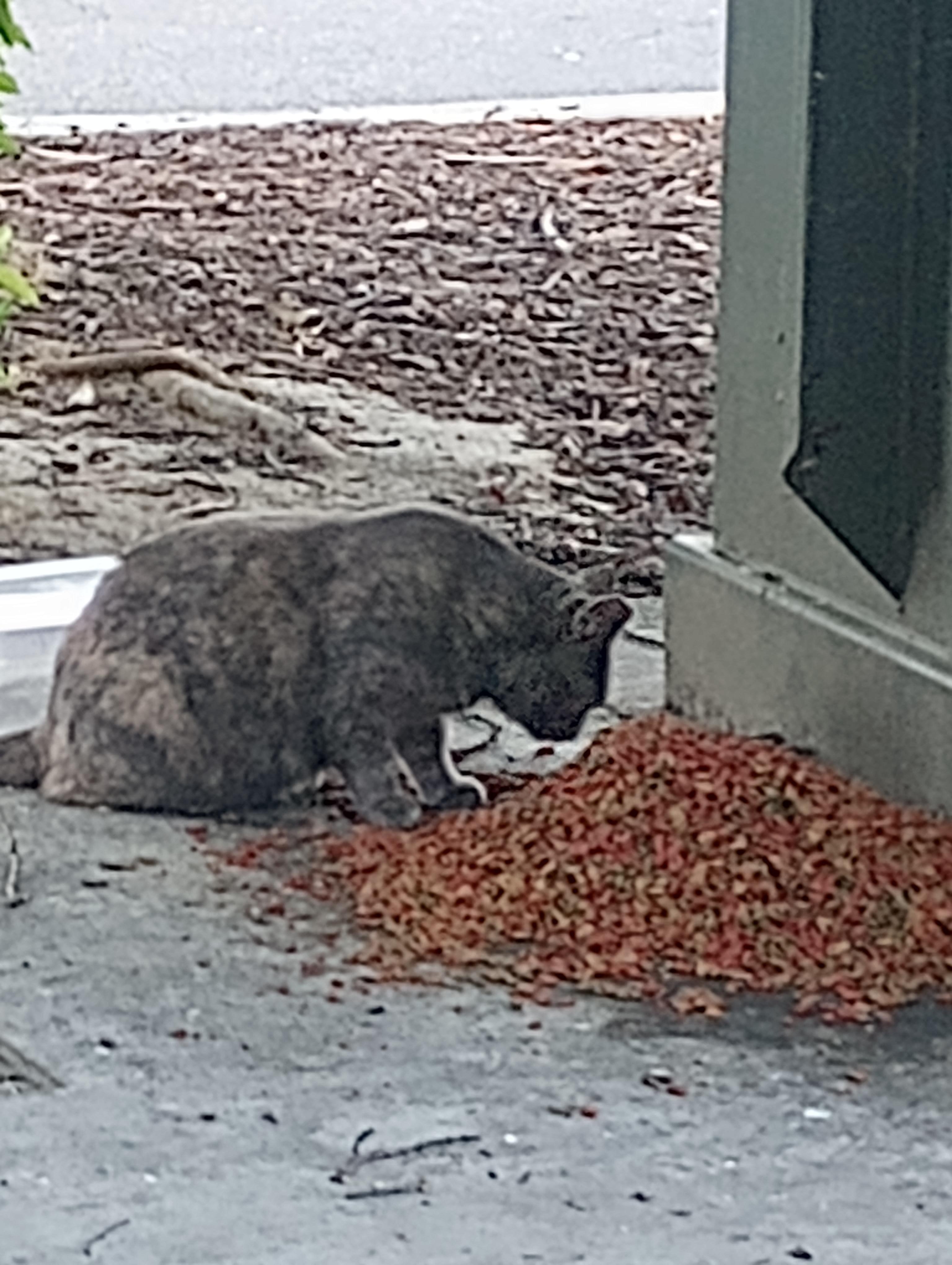 Someone feeds the feral cats, tried to pet some, they are not friendly.