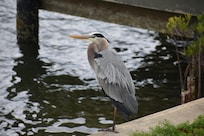 Great Blue Heron on the seawall
