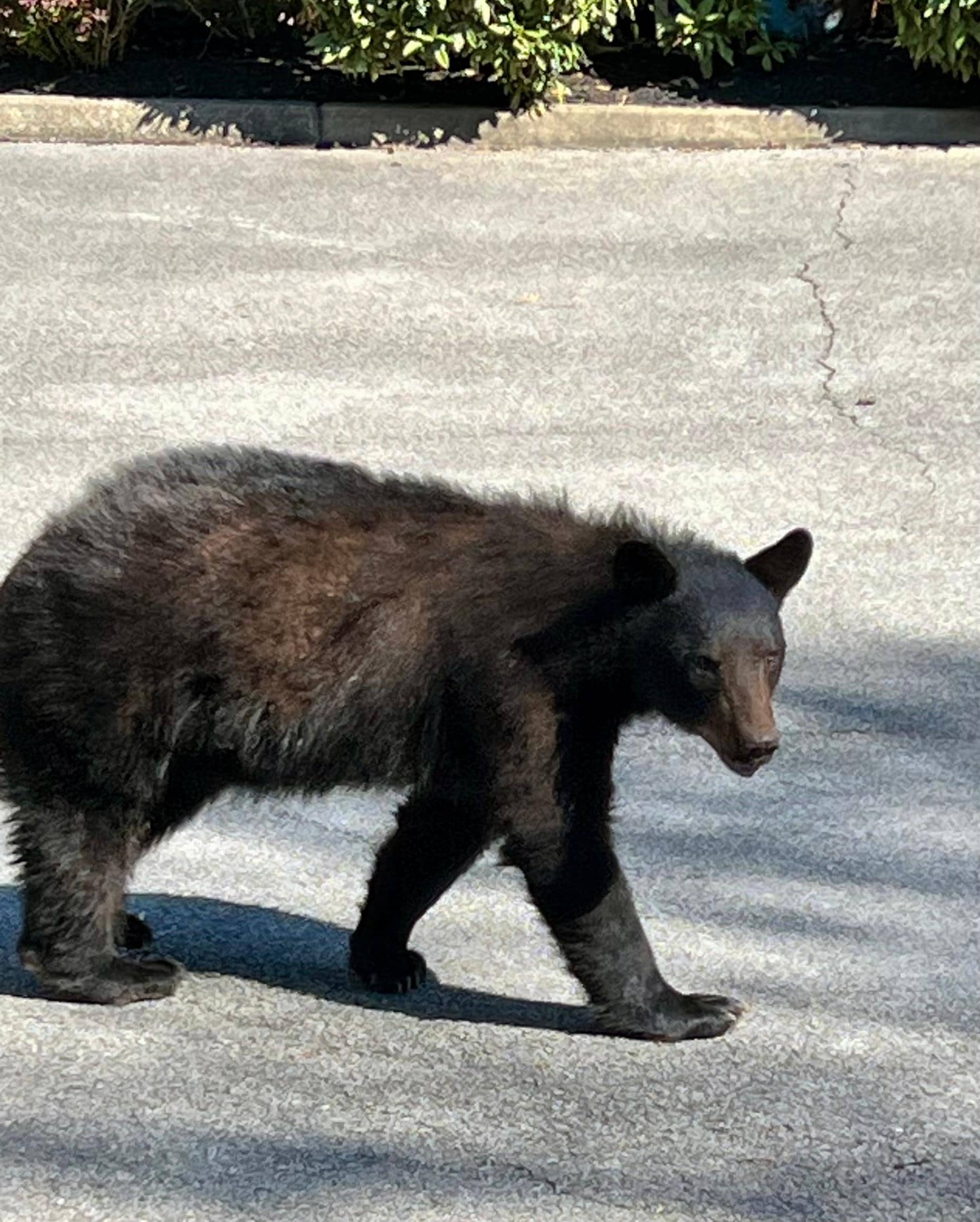 Bear in front yard