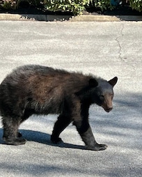 Bear in front yard