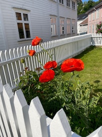 Flowers in the neighbor’s garden.