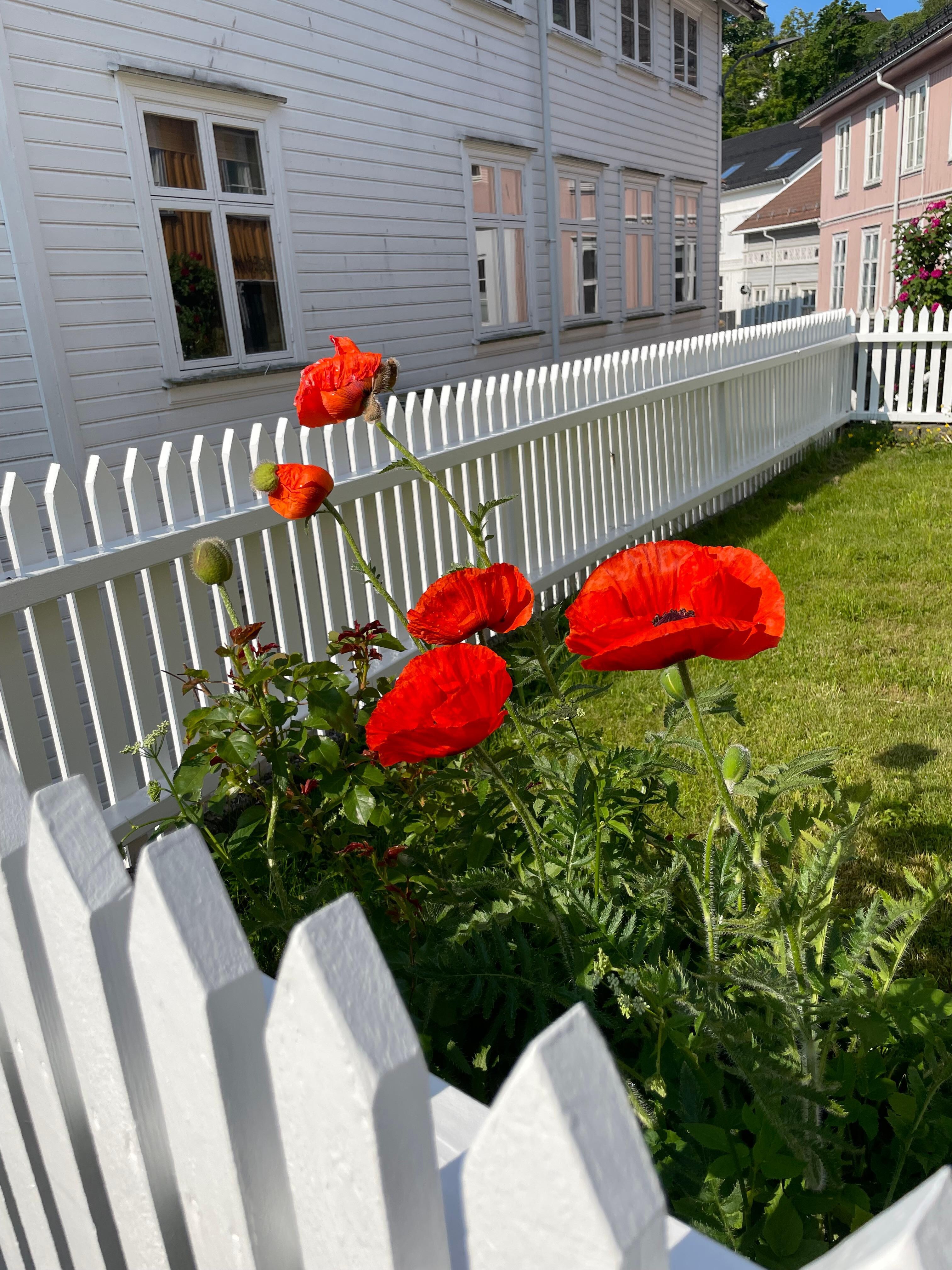 Flowers in the neighbor’s garden.