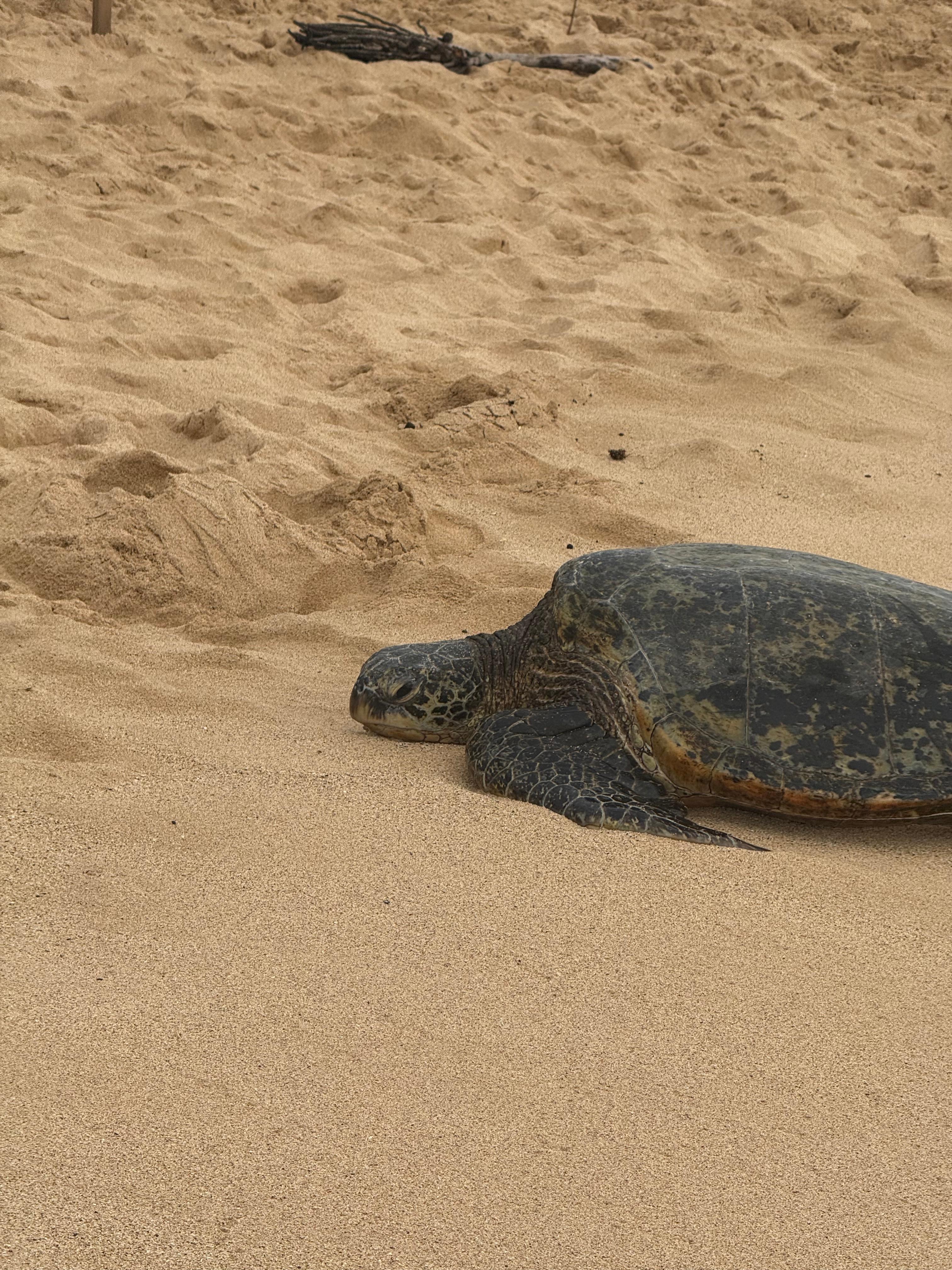 We loved seeing the green sea turtles relaxing and sunning each day!