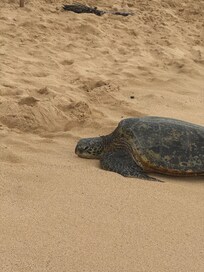 We loved seeing the green sea turtles relaxing and sunning each day!