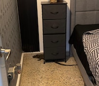 This is a photo of the iguana that was found in one of the bedrooms.