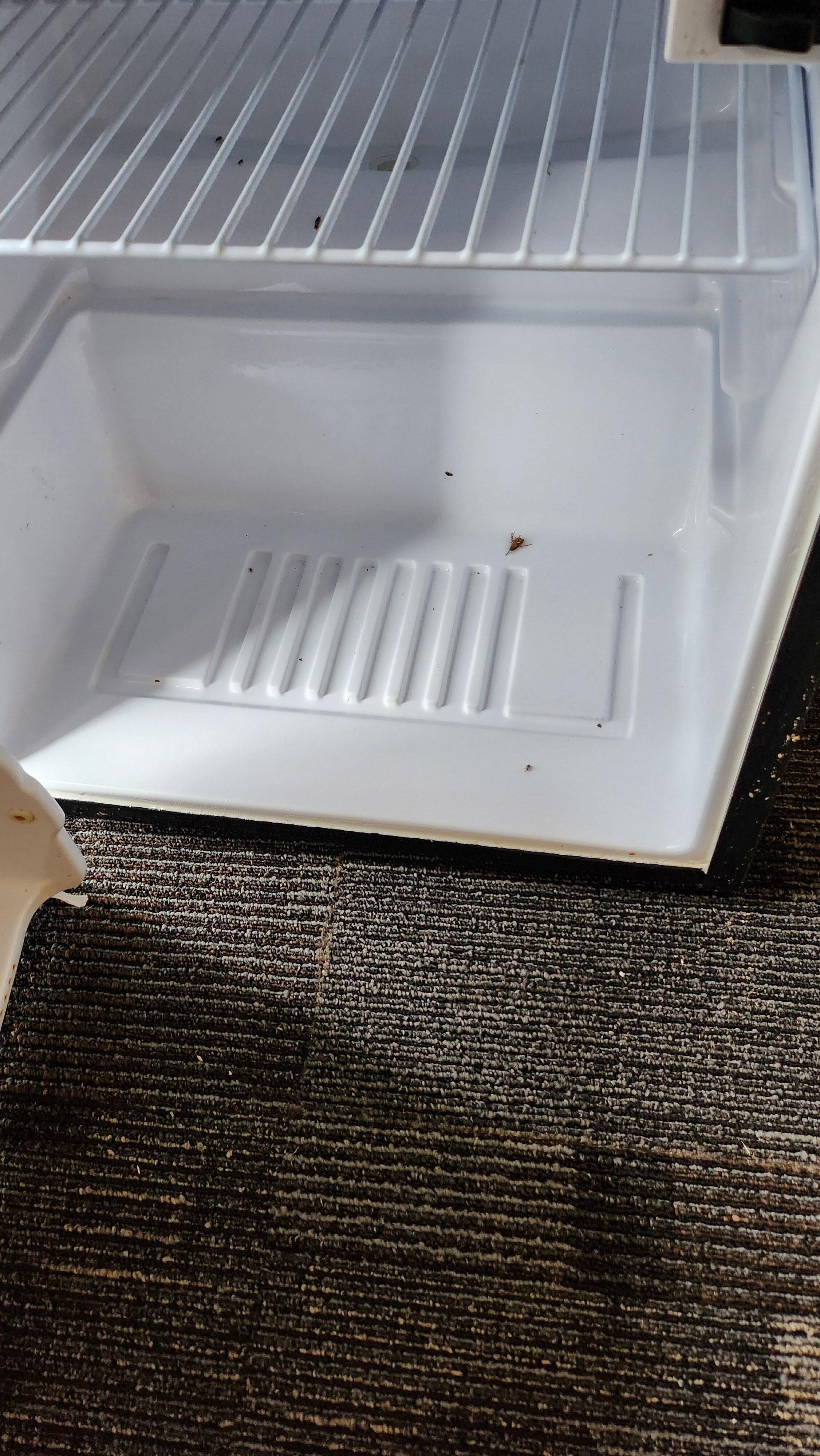 Dead and live bugs in refrigerator