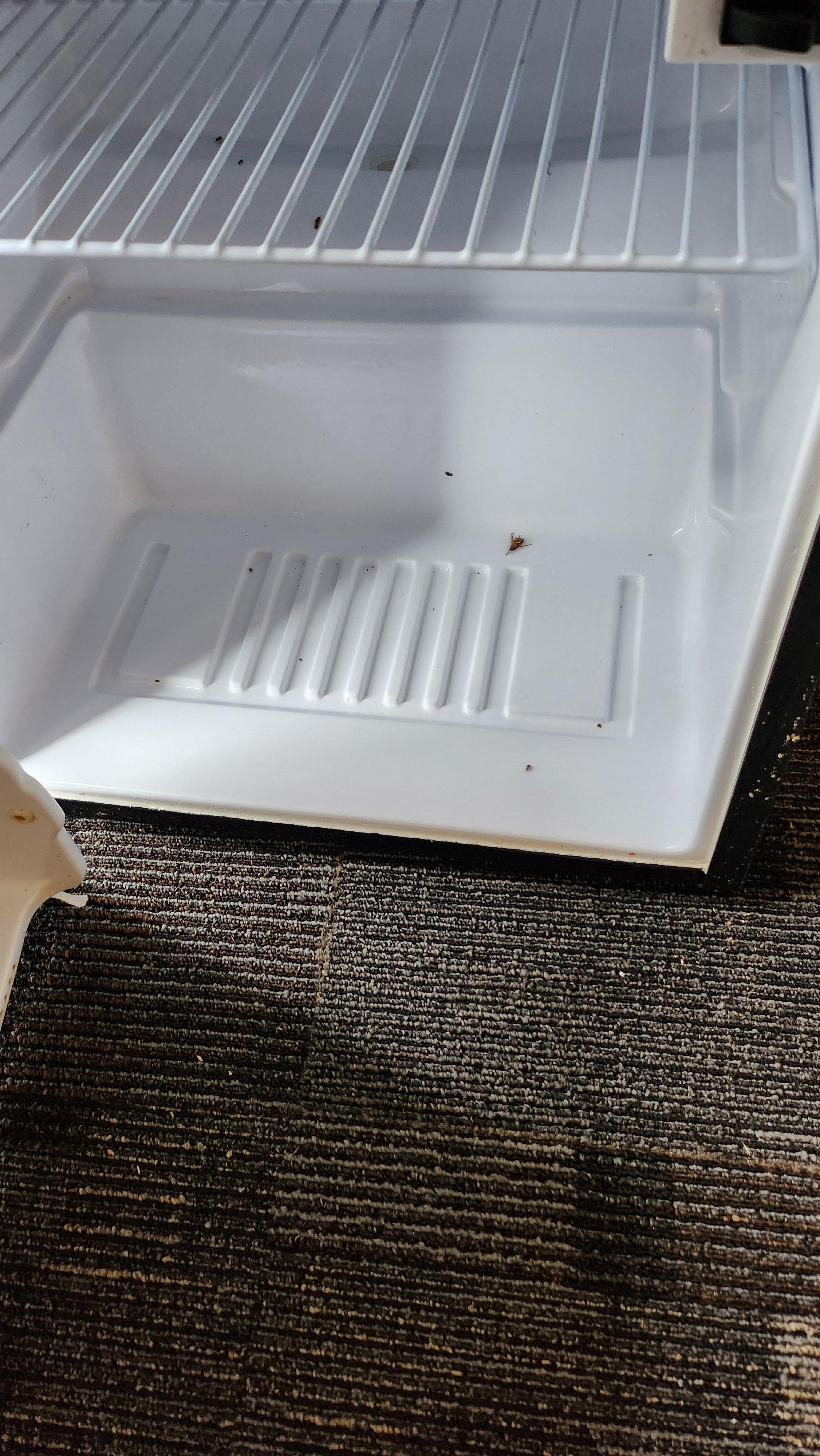 Dead and live bugs in refrigerator