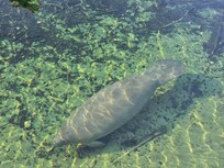 Manatee at Blue Springs State Park