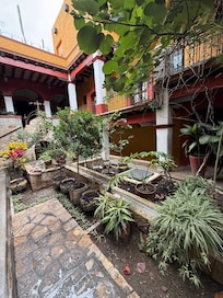 The garden