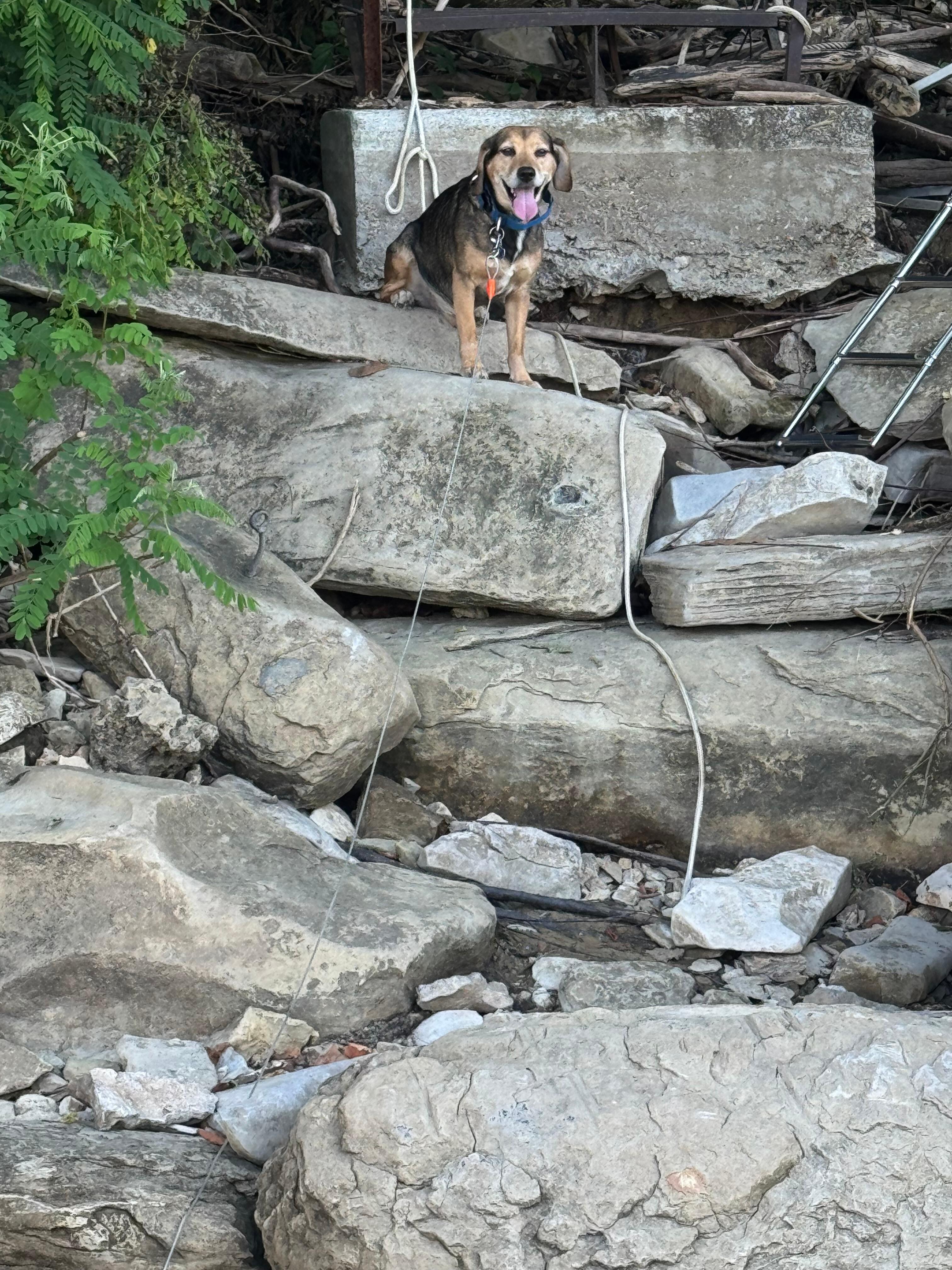 Our pup on the hillside watching the boats
