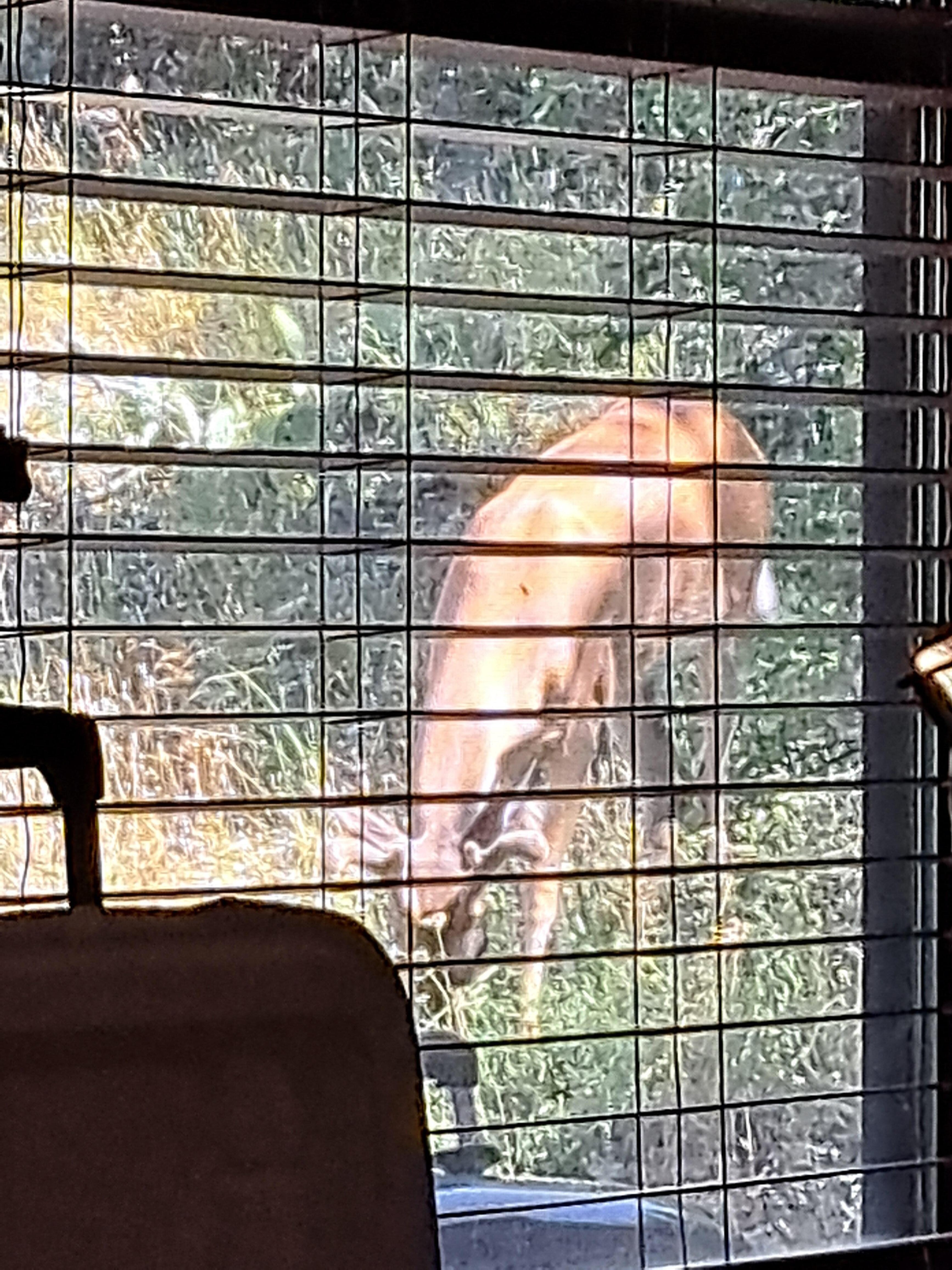 Deer outside the kitchen window. Within 4 feet of the side porch. 