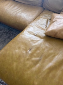 Couch dirty torn leather
