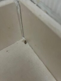 Bug in bathroom. Room had not been cleaned or used in a while.