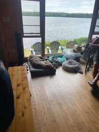 What a view-dogs loved it