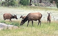 Elk in the meadow across the street.