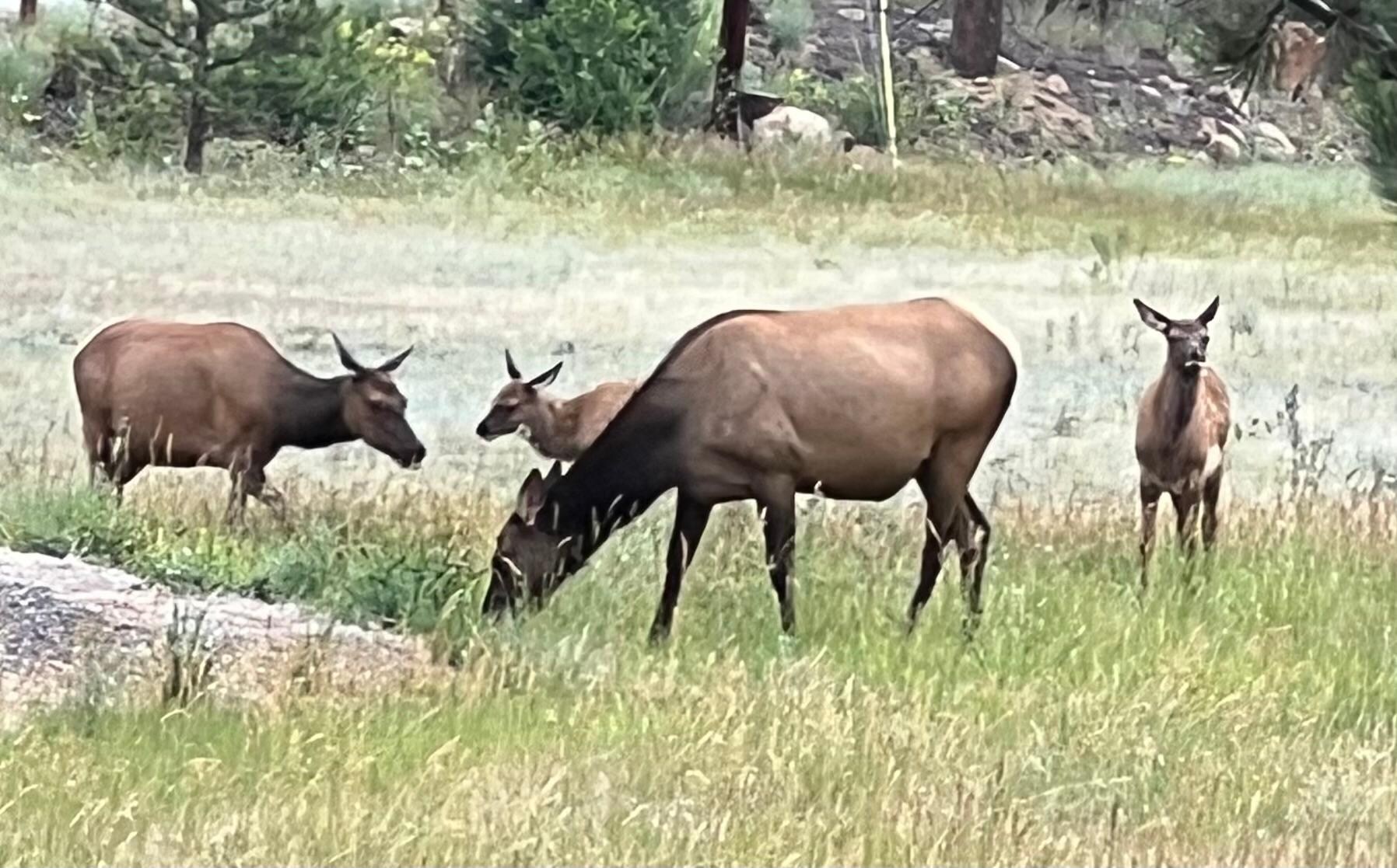 Elk in the meadow across the street.