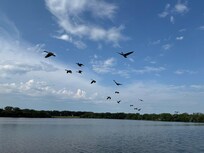 Flock of geese flying overhead