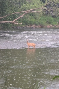 We spotted a deer crossing the river.