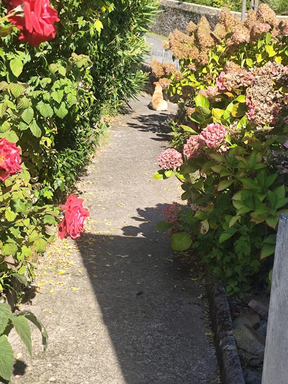 Une magnifique allée fleurie et un terrain entretenu 