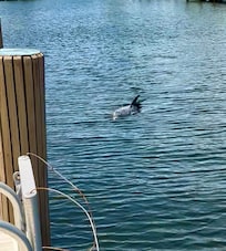 Dolphin visit right off the dock!