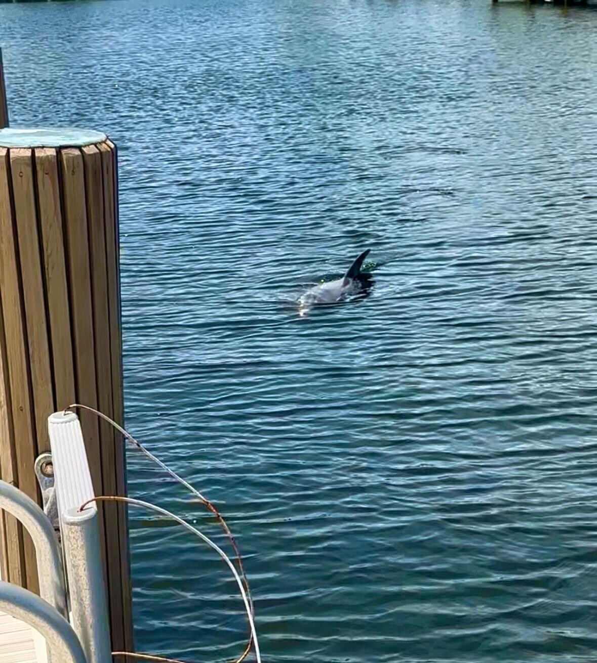 Dolphin visit right off the dock!