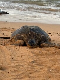 Saw the turtles coming out of the ocean at 6:30 a.m.