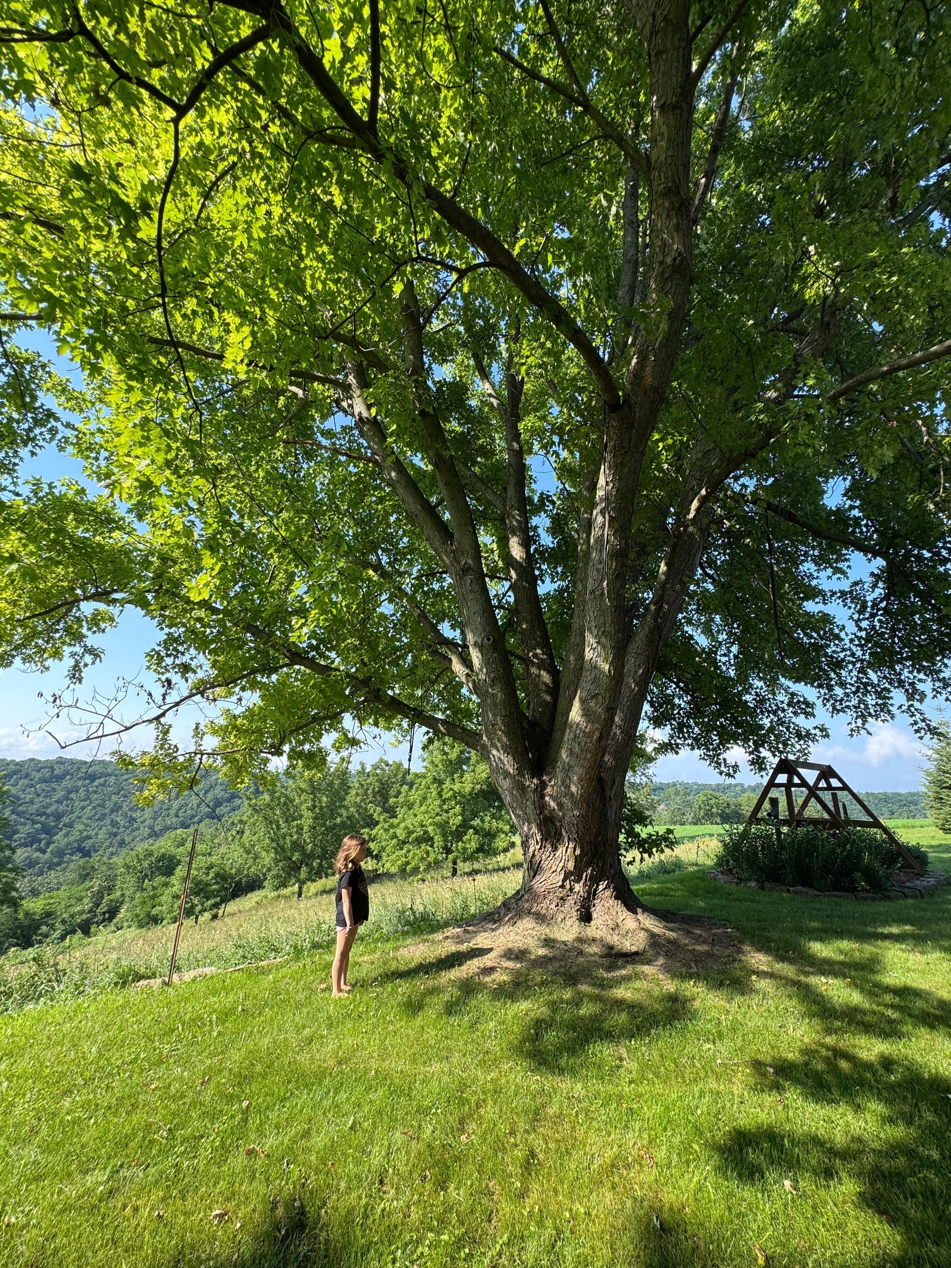 Large tree with a windswept twist