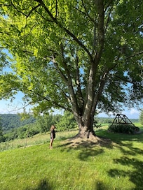 Large tree with a windswept twist