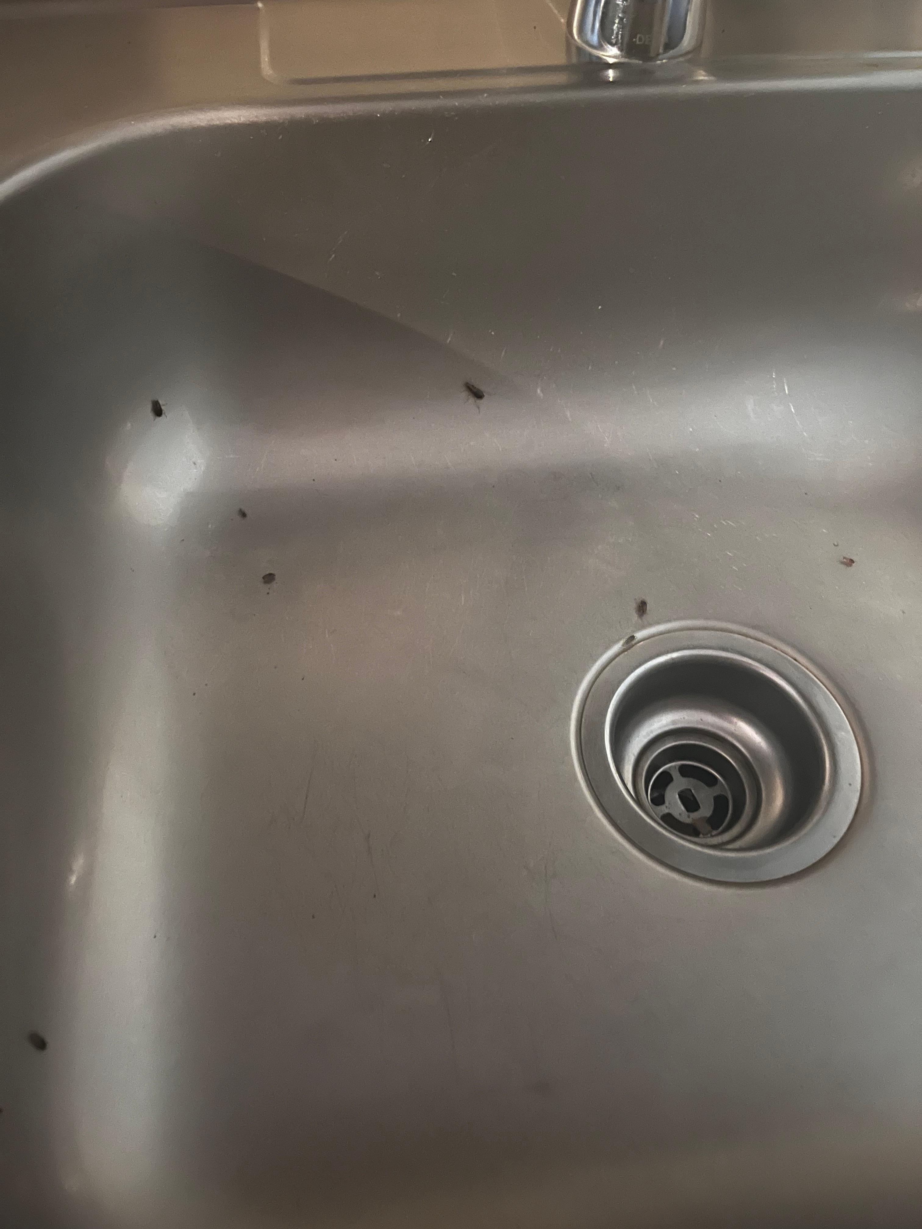 Cockroaches 