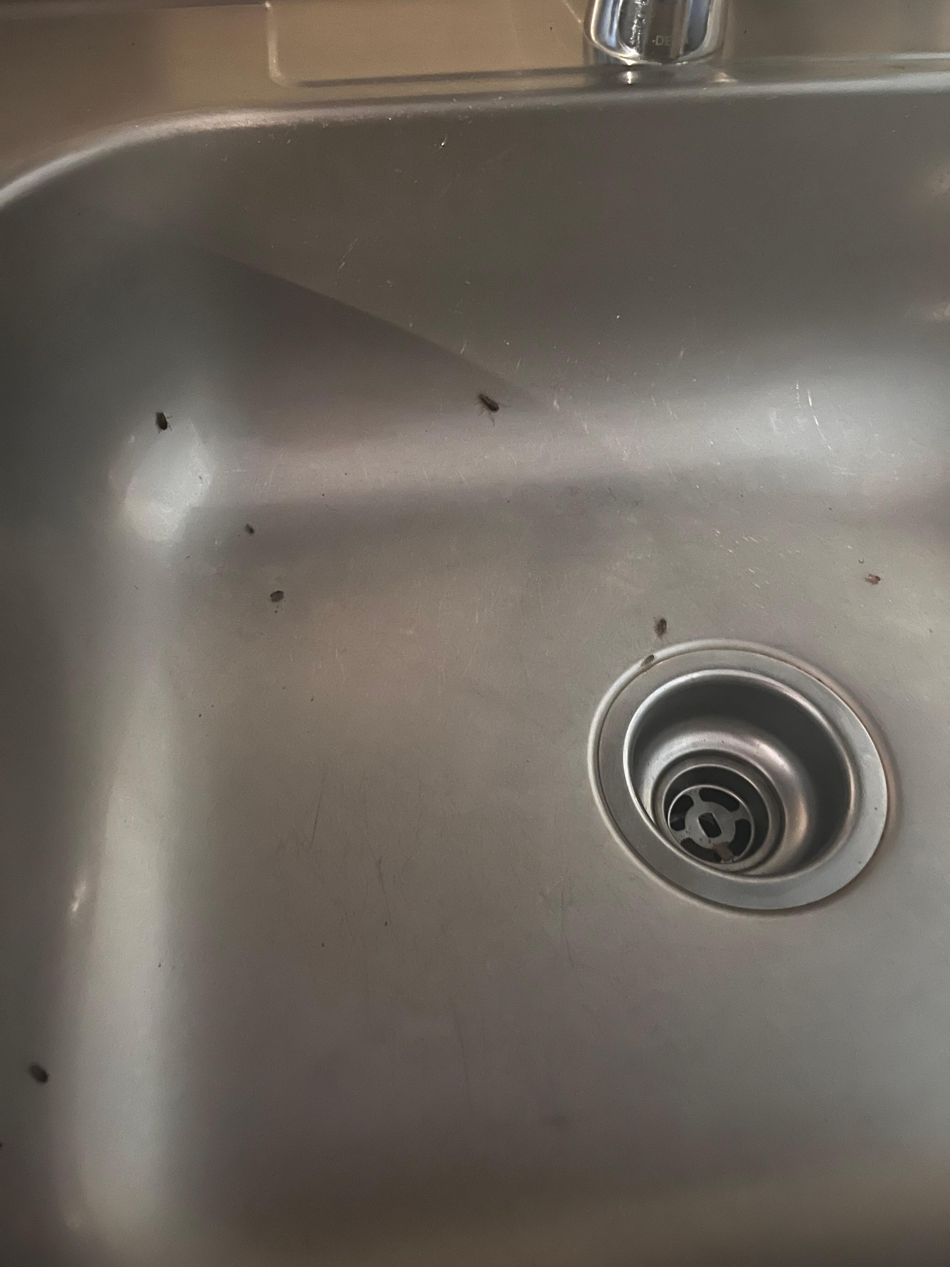 Cockroaches 